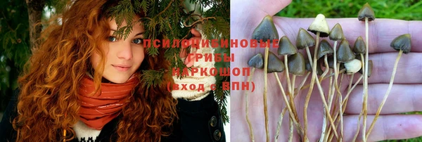 стаф Арсеньев